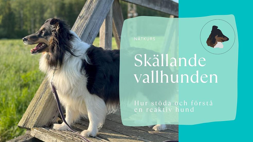 Skällande vallhunden - en nätkurs för hur stöda och förstå en reaktiv hund by Toimintaa Tassutellen